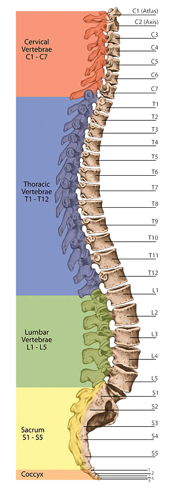 Tratamentul osteocondrozei coloanei sacrale